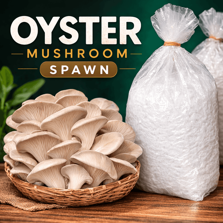 Oyster Mushrooms Spawn - Grain Seeds - First Generation High Yield White Mycelium Spores Edible CO2 Variety + PP
