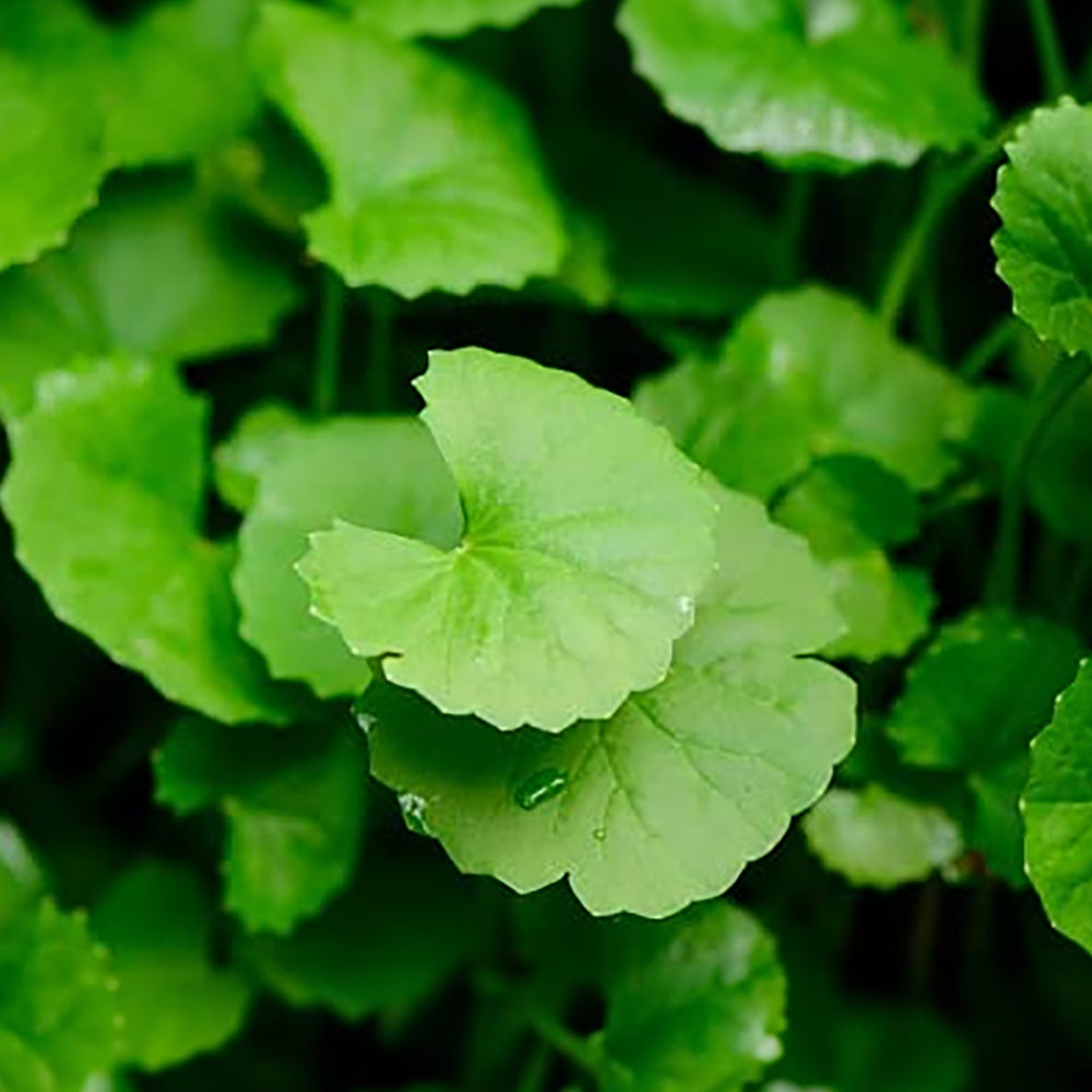 Thankuni / Thalkudi Indian Pennywort Live Healthy Plant - Asiatic Leaf Herb Gotu kola, and Asiatic pennywort - Herbal Medicinal Plant