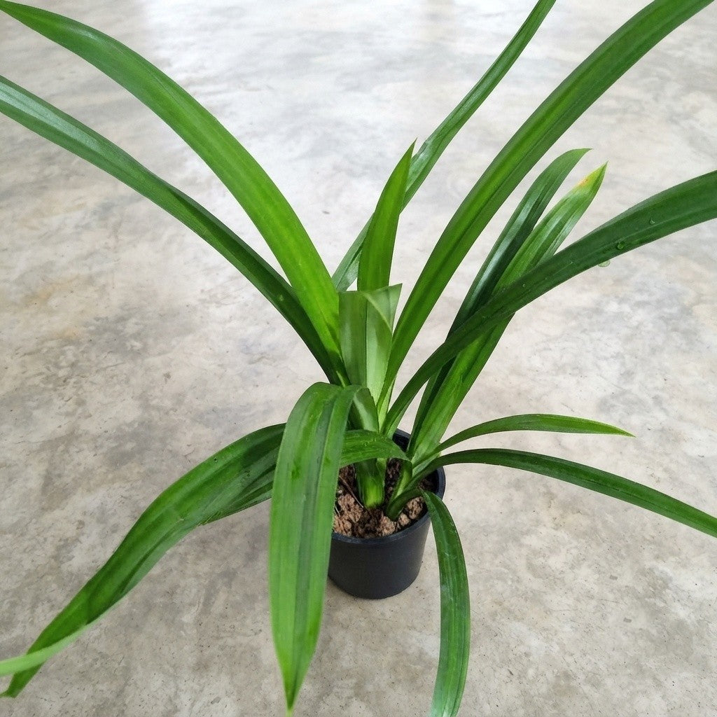 Payesh Pata Plant – Pandan Leaf, Basmati Plant, Rambha | Pandanus amaryllifolius Live Plant