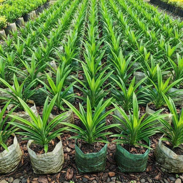 Payesh Pata Plant – Pandan Leaf, Basmati Plant, Rambha | Pandanus amaryllifolius Live Plant