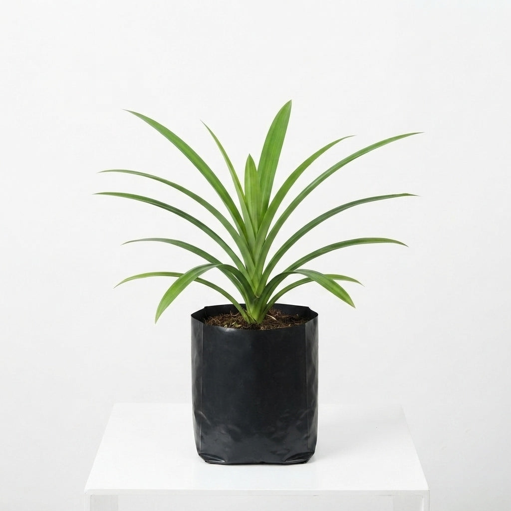 Payesh Pata Plant – Pandan Leaf, Basmati Plant, Rambha | Pandanus amaryllifolius Live Plant