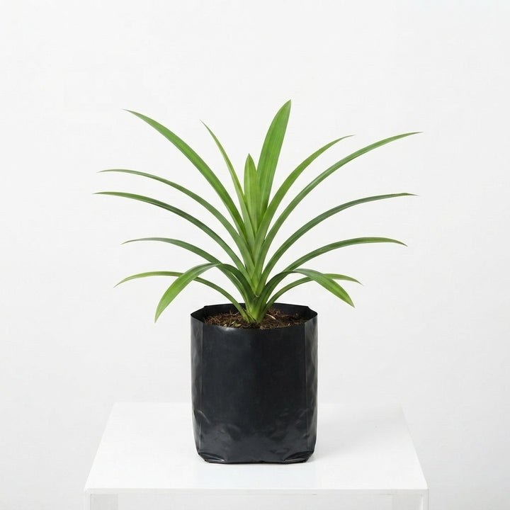 Payesh Pata Plant – Pandan Leaf, Basmati Plant, Rambha | Pandanus amaryllifolius Live Plant