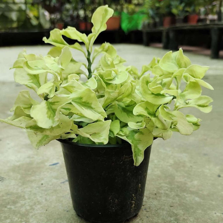 Variegated Devil&