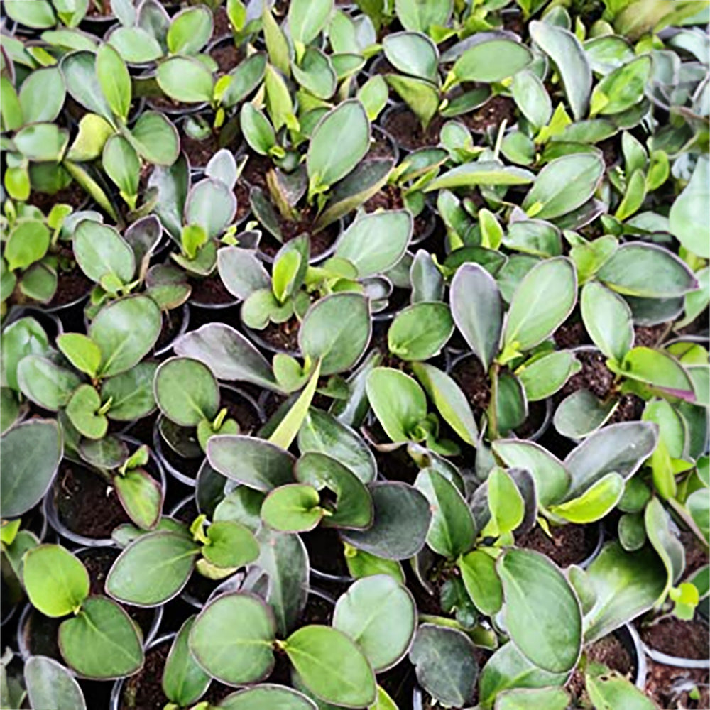 Peperomia Live Plant - Red edged dark shaded leaf - Radiator plant