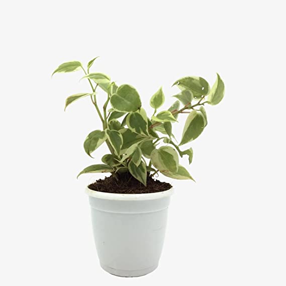 Peperomia Scandens (Variegata) Live Plant | Cupid Peperomia | Succulent Plant | Houseplant | Native Plant | 1 Healthy Live Plant with Pot