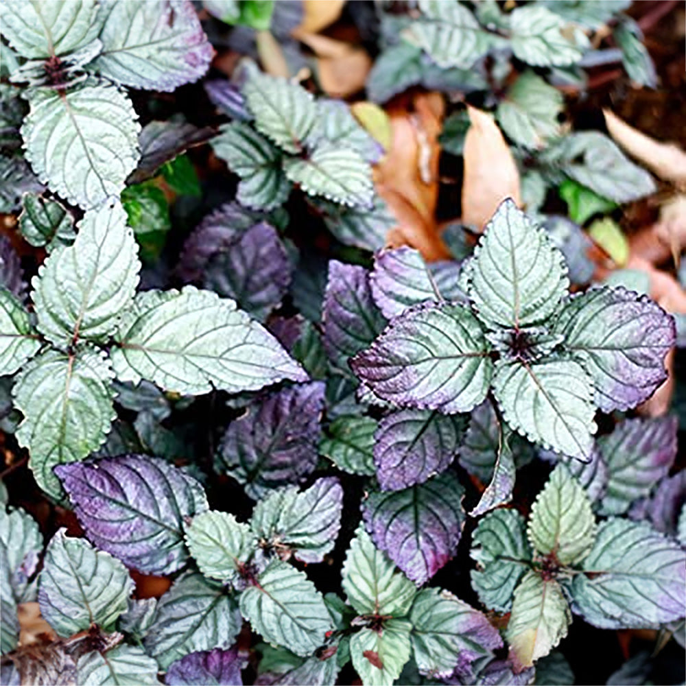 Purple waffle Live Plant | Red Flame Ivy Plant | Hemigraphis alternata | Plant with Pot