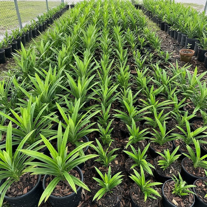Payesh Pata Plant – Pandan Leaf, Basmati Plant, Rambha | Pandanus amaryllifolius Live Plant