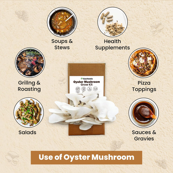 White Oyster Mushroom Growing Kit - Grow Your Own Mushroom in 10 Days | Ready to Harvest Organic Oyster Mushroom, Indoor Mushroom Growing Kit