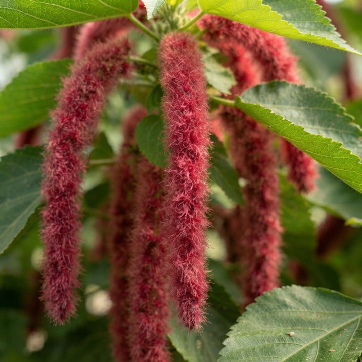 Shiv Jota Plant (Acalypha hispida) | Red Chenille Plant | Red Hot Cat’s Tail Ornamental Flowering Plant | 1 Healthy Live Plant with Pot
