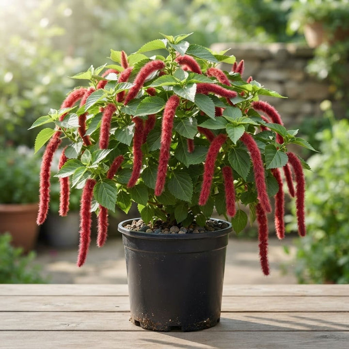 Shiv Jota Plant (Acalypha hispida) | Red Chenille Plant | Red Hot Cat’s Tail Ornamental Flowering Plant | 1 Healthy Live Plant with Pot