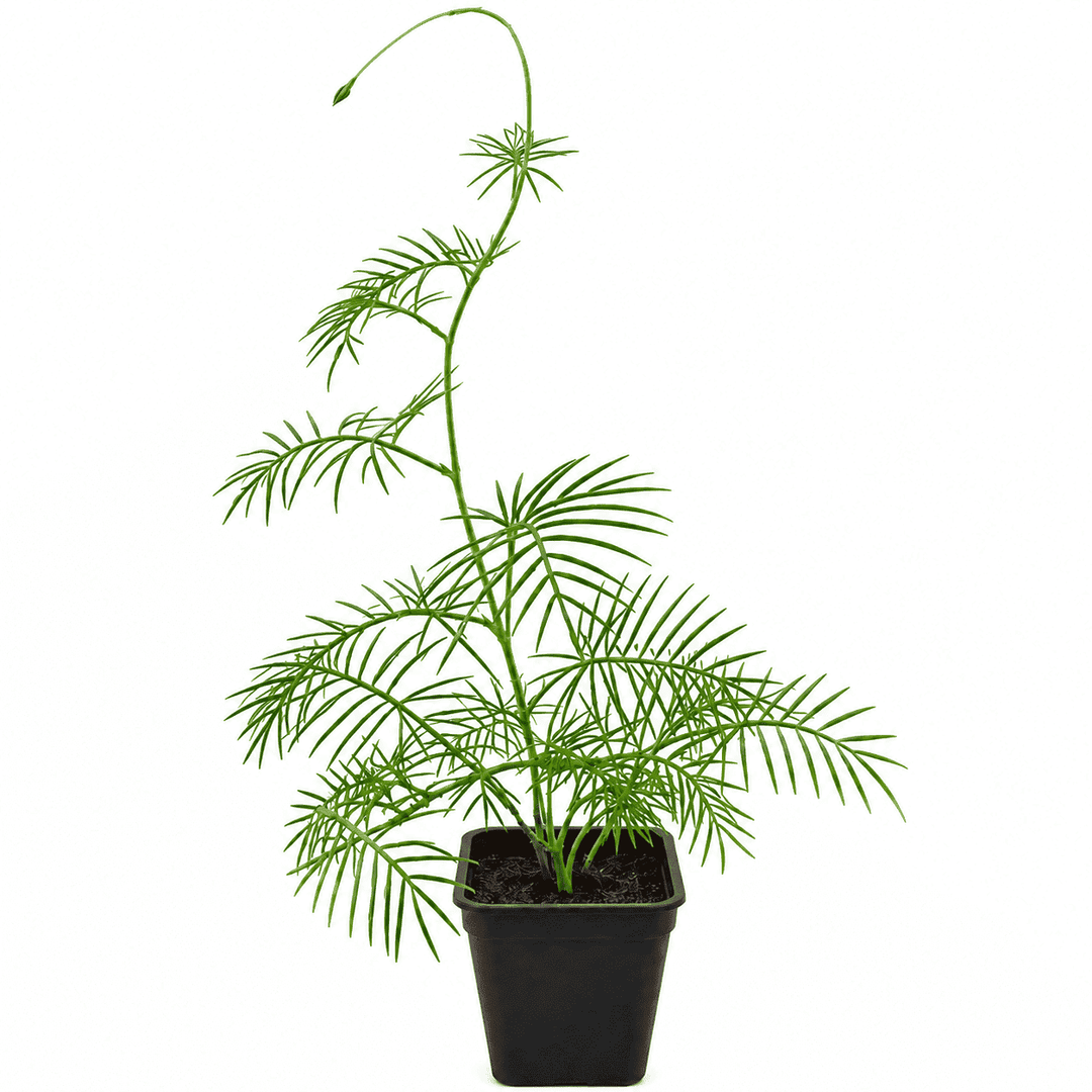 Red Cypress Vine (Kunjalata) | Tarulata Fast Climbing Flower Vine | Natural Pollinator Attracting Plant for Balcony, Garden &amp; Trellis | Pack of 1 Live Plant