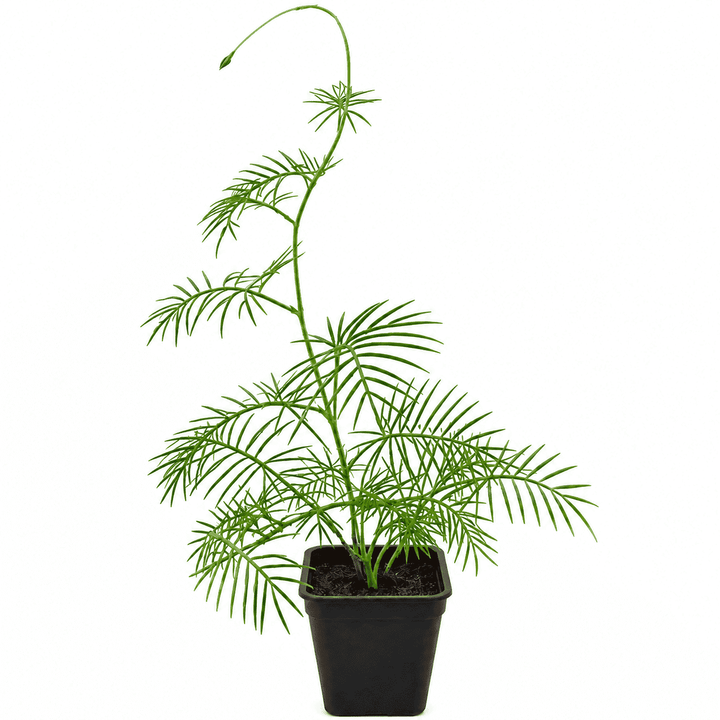 Red Cypress Vine (Kunjalata) | Tarulata Fast Climbing Flower Vine | Natural Pollinator Attracting Plant for Balcony, Garden &amp; Trellis | Pack of 1 Live Plant