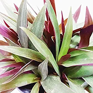 Rhoeo Live Plant | Rhoeo Spathacea | Ornamental Plant | Hanging Plant | Exotic Rare Plants