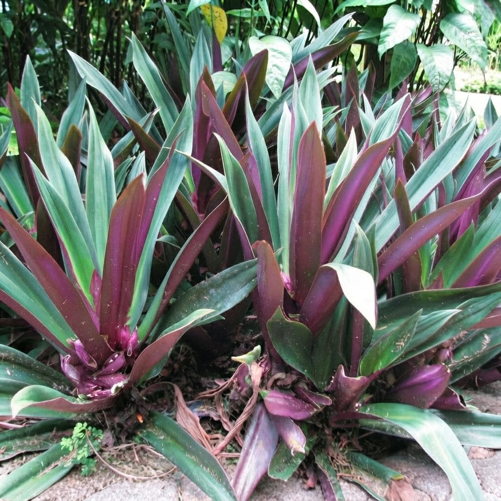 Rhoeo Live Plant | Rhoeo Spathacea | Ornamental Plant | Hanging Plant | Exotic Rare Plants