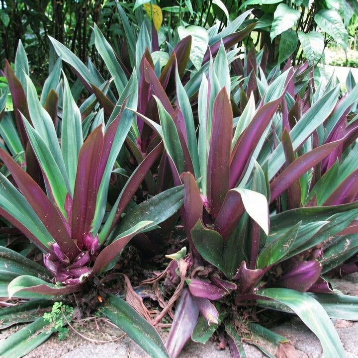 Rhoeo Live Plant | Rhoeo Spathacea | Ornamental Plant | Hanging Plant | Exotic Rare Plants
