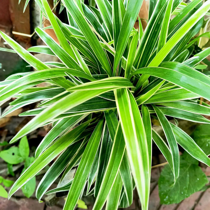 Ribbon Grass Live Plant | Variegated | Exotic Rare Plants | Ground Cover Plants | Spider Plant Live
