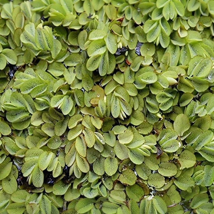 Watermoss (Salvinia natans) (Set of 2) Live Aquatic Plants Rare Plant - Water moss Live Plant for Pond / Aquarium- Healthy Live Plant | Floating Watermoss