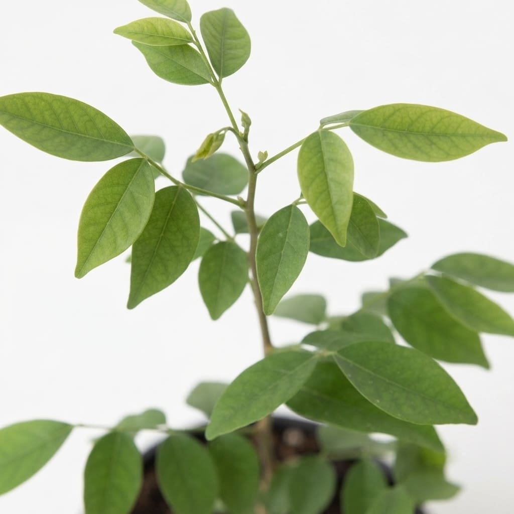 Vitamin Plant Live Plant | Multi-Cut Vitamin Leaf Vegetable Plant | Easy to Grow Low Maintenance Herbal Plant for Home, Garden & Terrace