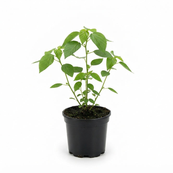 Shiv Jota Plant (Acalypha hispida) | Red Chenille Plant | Red Hot Cat’s Tail Ornamental Flowering Plant | 1 Healthy Live Plant with Pot