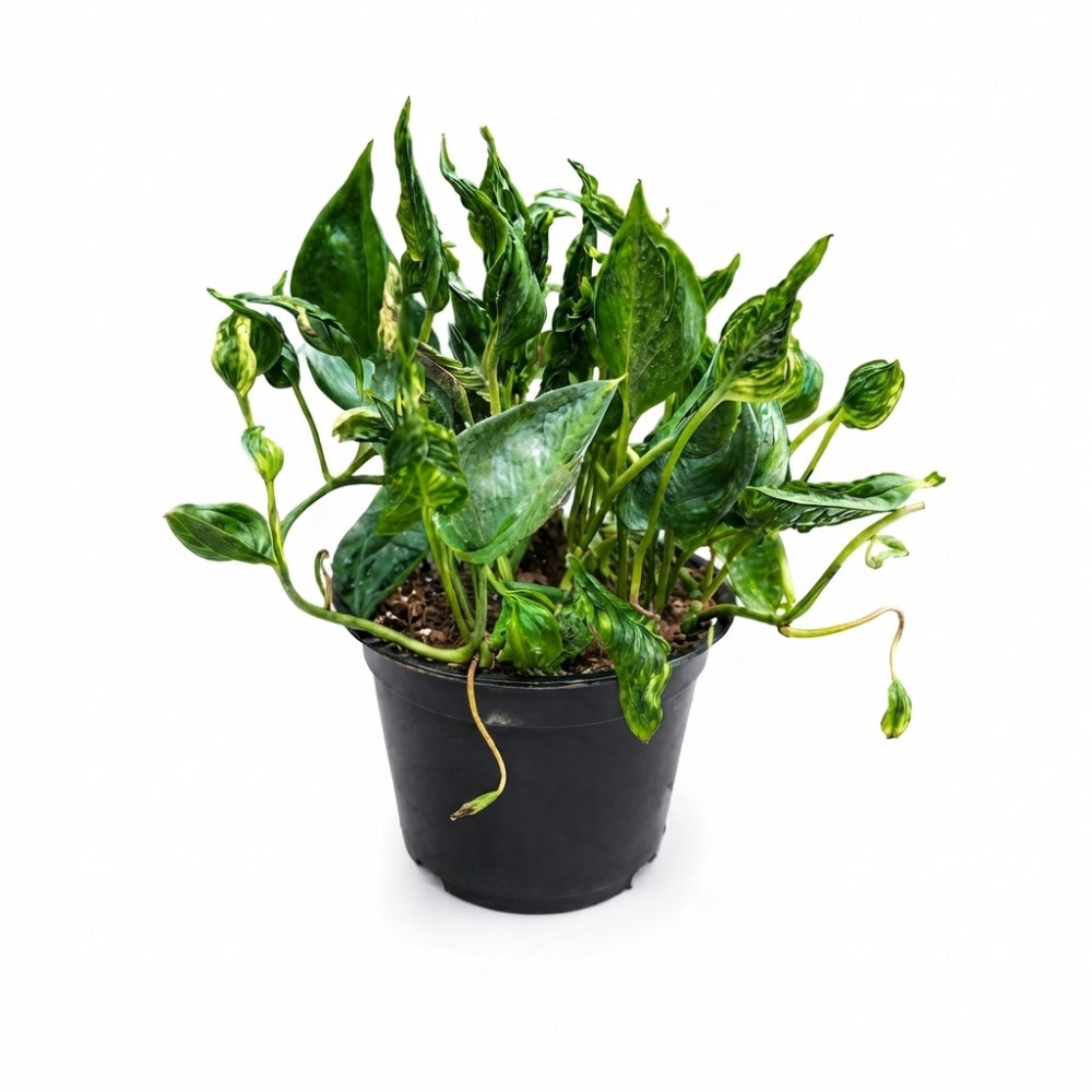 Sleeping Pothos Live Plant | Epipremnum Aureum ‘Shangri-La’ | Godzilla Pothos | Spinach Pothos | Unique Curled Green Foliage | Plant with Pot