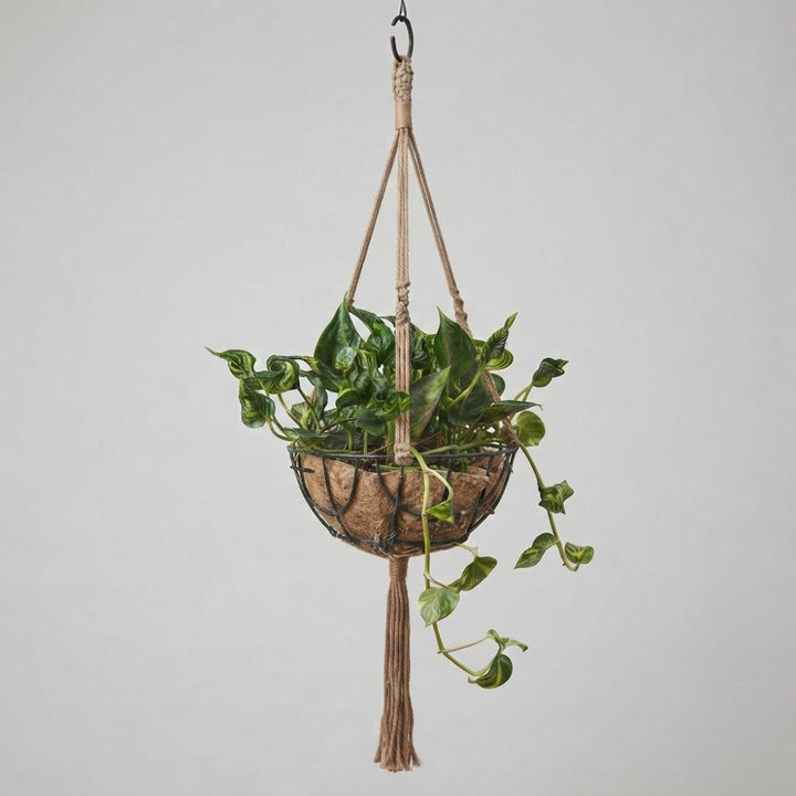 Sleeping Pothos Live Plant | Epipremnum Aureum ‘Shangri-La’ | Godzilla Pothos | Spinach Pothos | Unique Curled Green Foliage | Plant with Pot