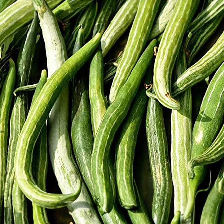 Snake Gourd (Trichosanthes cucumerina) Seeds | Serpent Gourd Seeds | Chichinda Fresh Vegetable Seed - Pack of 25+ Seeds