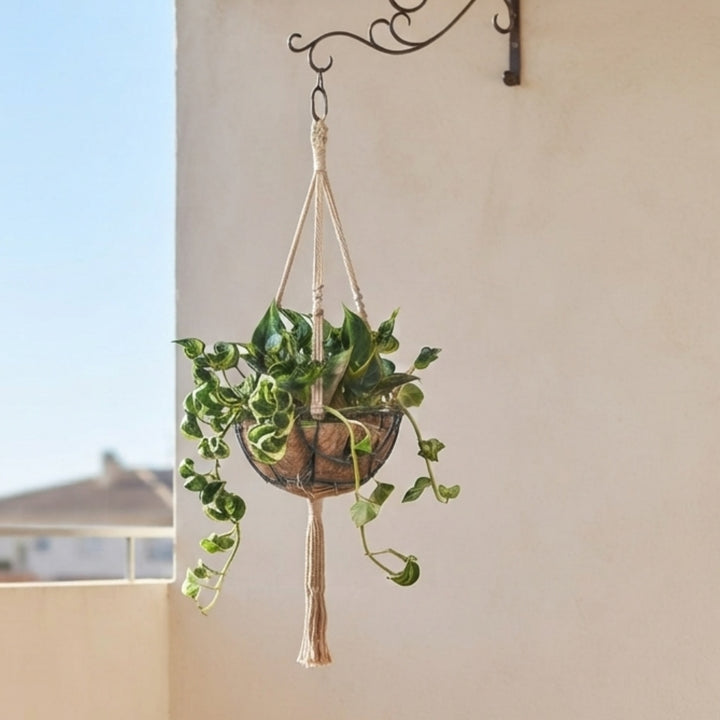 Sleeping Pothos Live Plant | Epipremnum Aureum ‘Shangri-La’ | Godzilla Pothos | Spinach Pothos | Unique Curled Green Foliage | Plant with Pot