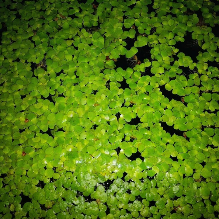 Giant Duckweed, (Spirodela Polyrhiza) Live Floating Plants for Pond / Aquarium | Natural Biological Filter | Oxygenating Plant for your Aquarium and Pond