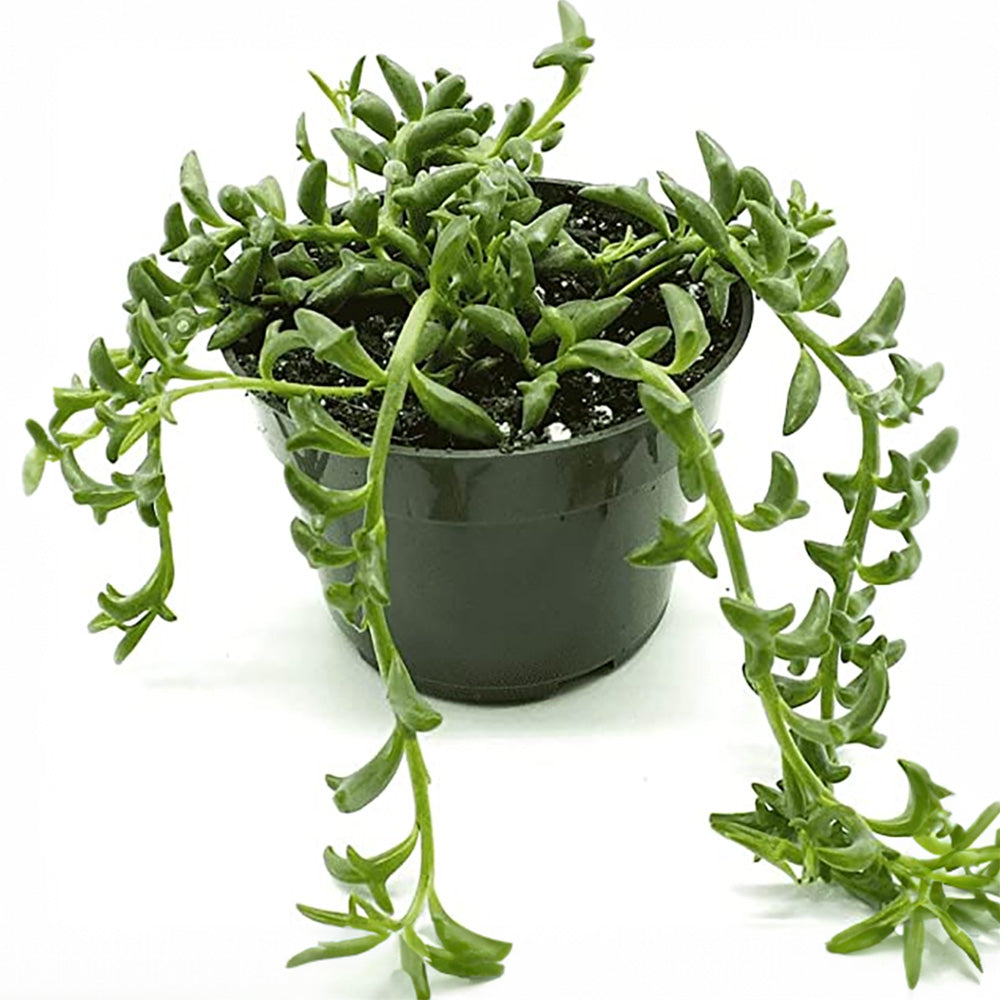 String of Dolphins (Senecio peregrinus) Exotic Rare Plant | Live Indoor Plant | Trailing Succulent Rare Plant with Pot