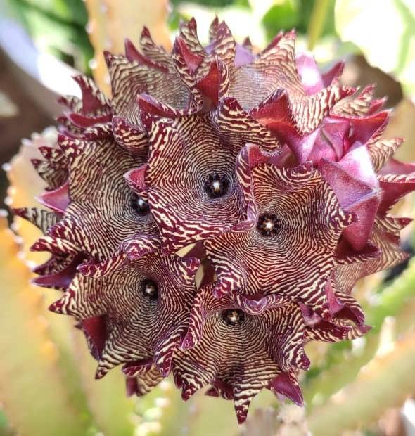 Caralluma umbellata Live Plant | Collector Choice Plant Live | Excotic Rare Plant | Succulent Plant | 1 Healthy Live Plant with Pot