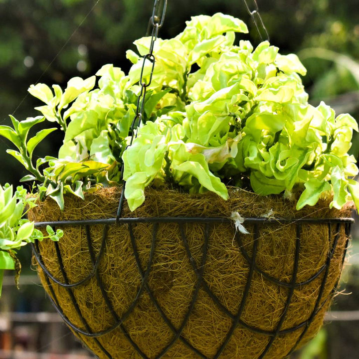 Variegated Devil&
