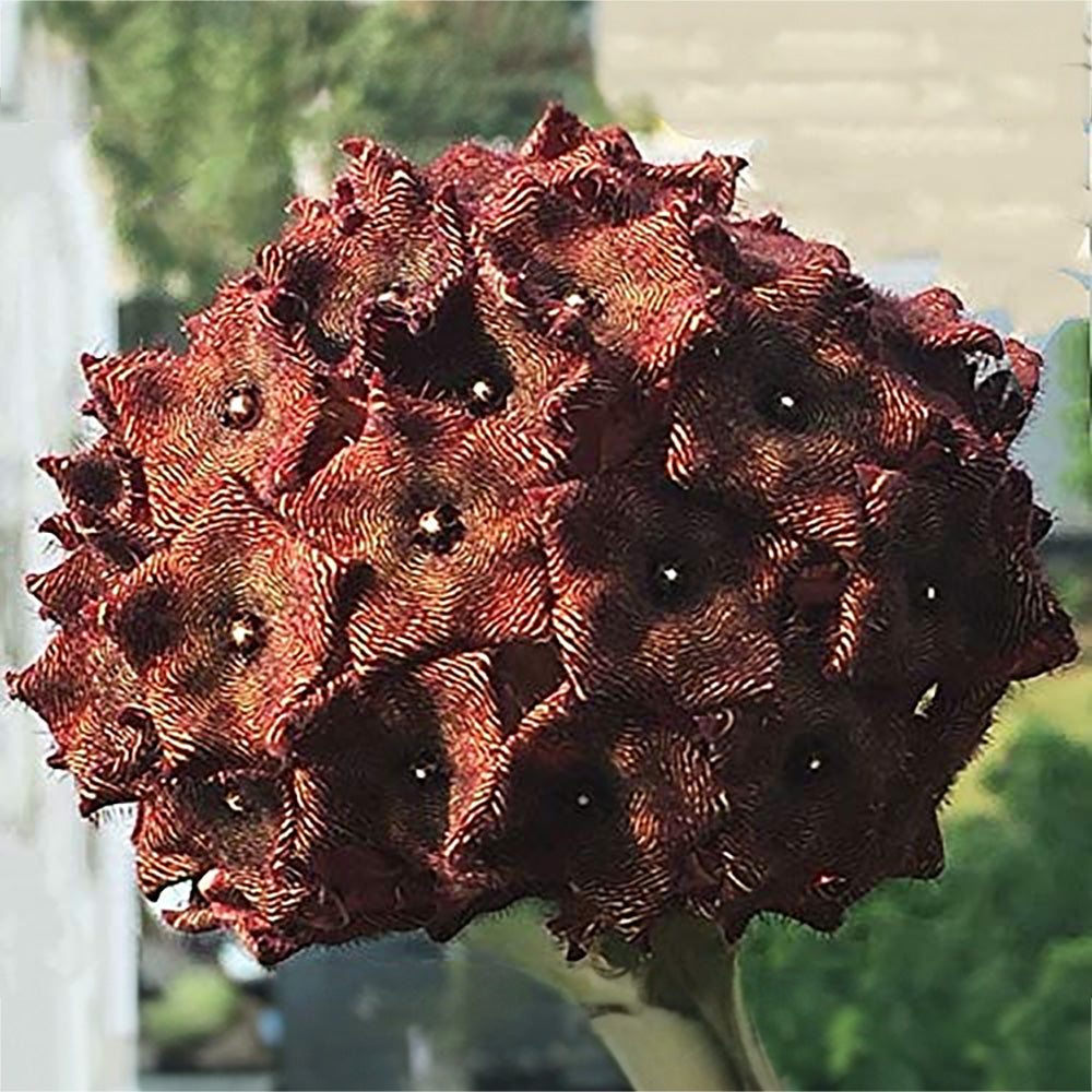 Stapelia caralluma umbellata Succulent Live Plant | Low Maintenance, Unique Star-Shaped Flowers | Perfect for Indoor &amp;amp; Outdoor Gardening