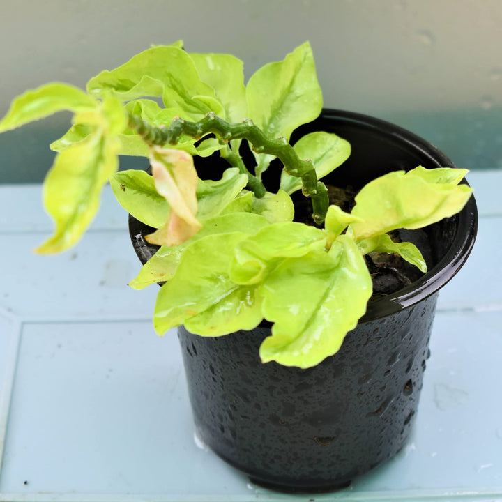 Variegated Devil&