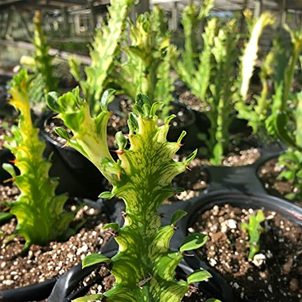 Variegated Euphorbia "Trigona" | Euphorbia "Trigona" Mint Cream | Euphorbia Marble Trigona Variegata | Exotic Rare Collectors Choice Plant