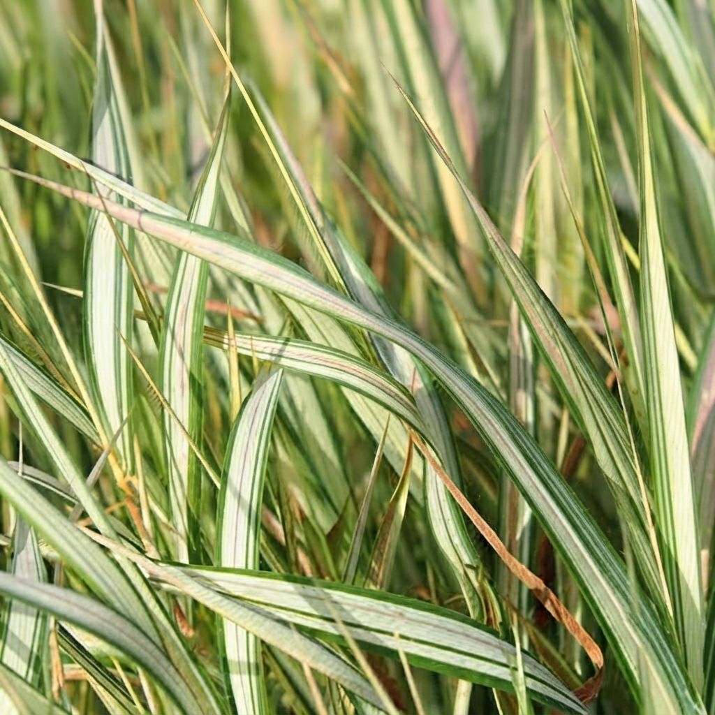 Ribbon Grass Live Plant | Variegated | Exotic Rare Plants | Ground Cover Plants | Spider Plant Live