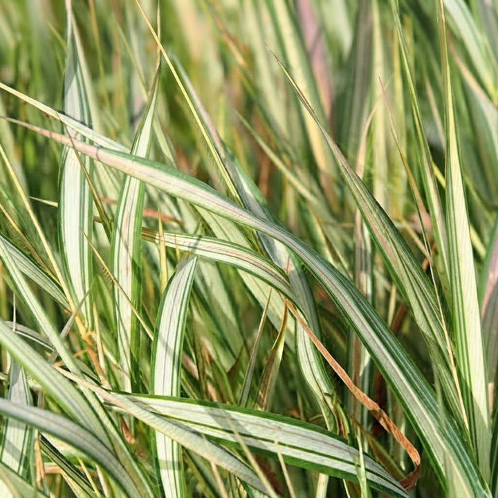 Ribbon Grass Live Plant | Variegated | Exotic Rare Plants | Ground Cover Plants | Spider Plant Live