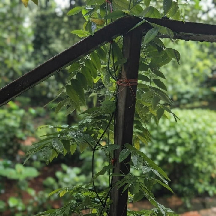 Vitamin Plant Live Plant | Multi-Cut Vitamin Leaf Vegetable Plant | Easy to Grow Low Maintenance Herbal Plant for Home, Garden &amp; Terrace