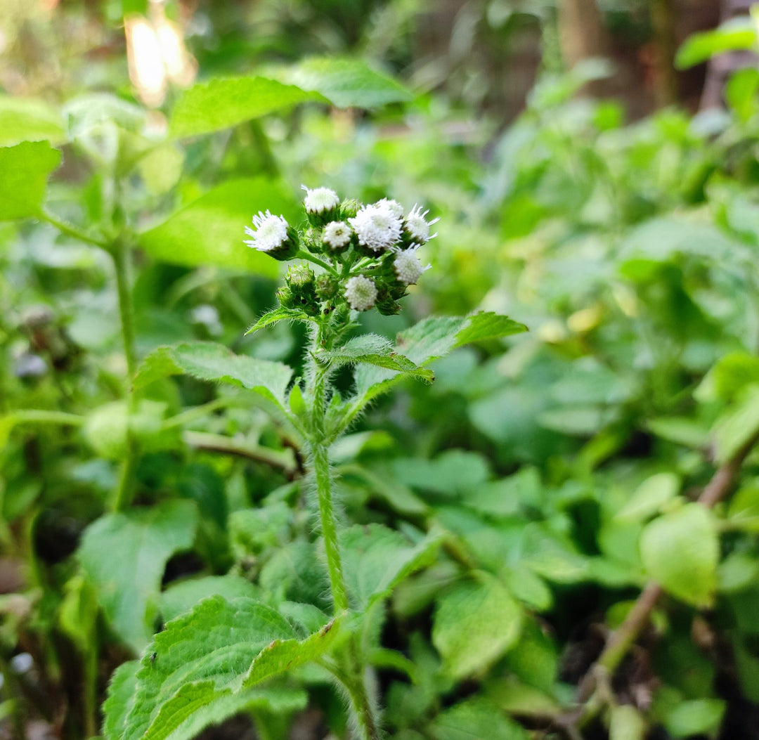 Sahadevi - Vernonia cinerea Live Plant - Sahdebi, Sahadebi, Purple fleabane, Little ironweed, Kukasim - Medicinal, Herbal, Vastu Plant