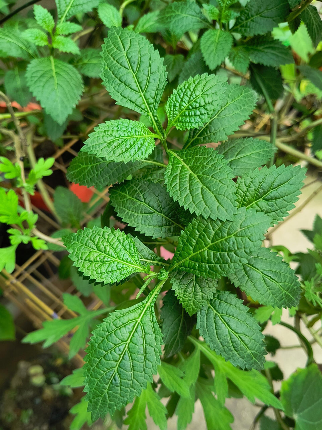 Blue Porterweed - Stachytarpheta urticifolia Live Plant |  Nettle-leaf Porterweed , Herbal Medicinal Live Plant With Pot
