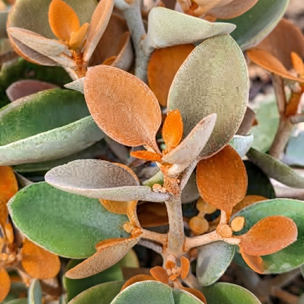 Copper Kalanchoe (Kalanchoe orgyalis) | Copper Spoons Plant | Exotic Rare Plant | Collectors Choice Plant | Wild Root Plant
