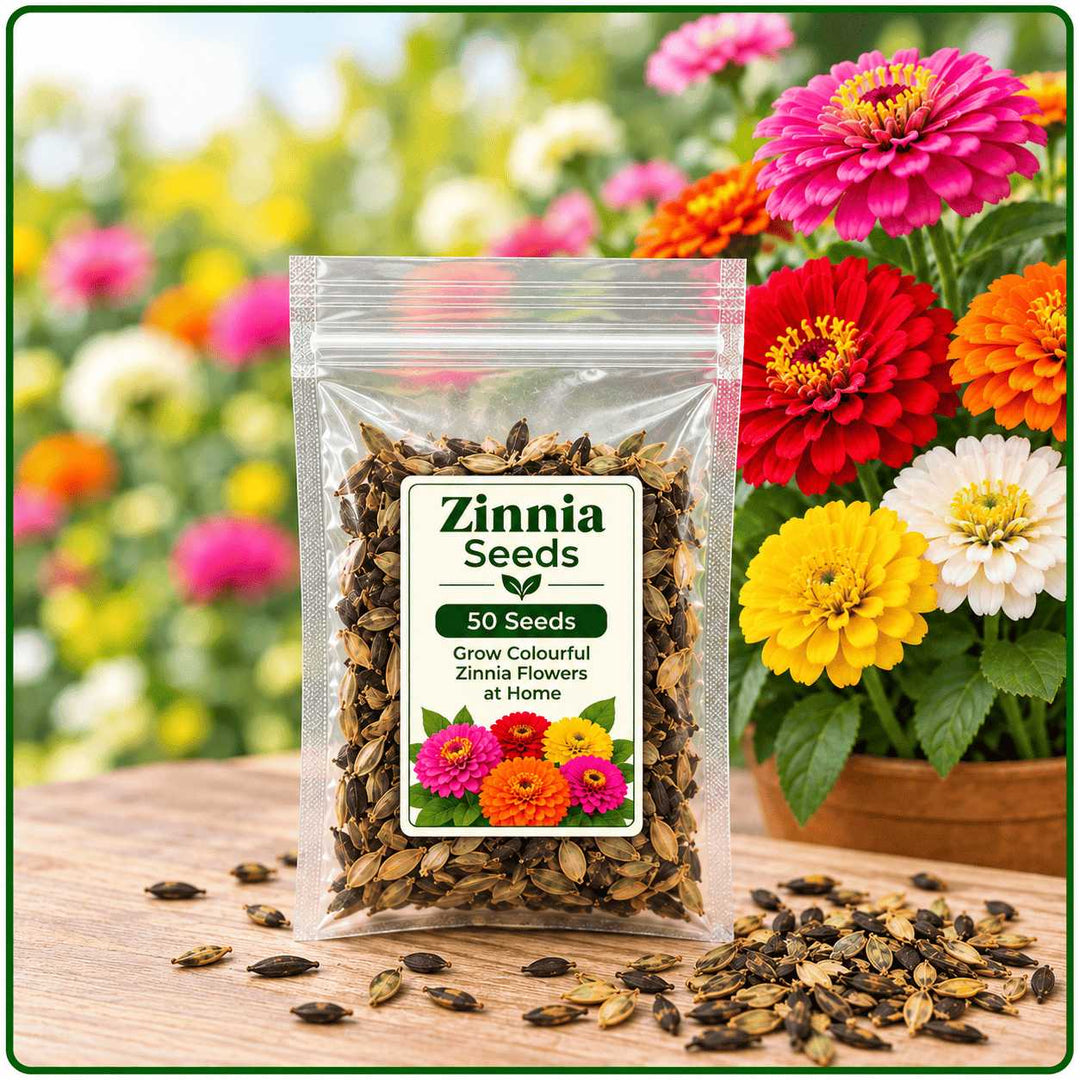 Zinnia Seeds – 50 Seeds for Growing Colourful Zinnia Flowers at Home, Pots, Containers &amp; Garden