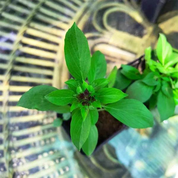 Tulsi Live Medicine/Herbal Plant (Holy Basil) for Home, Balcony, Outdoor Garden with Pot (African Blue Basil)