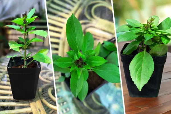 Tulsi Live Medicine/Herbal Plant (Holy Basil) for Home, Balcony, Outdoor Garden with Pot (African Blue Basil)