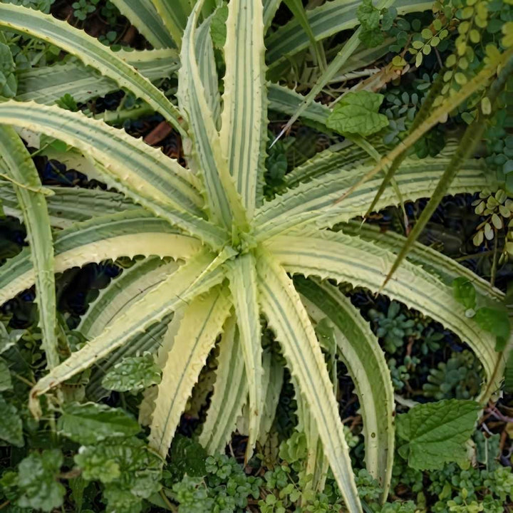 Highly Variegated Hawaiian Soap Aloe Plant (aloe saponaria) | Chinensis Variegata |Exotic Rare Collectors Choice Plant