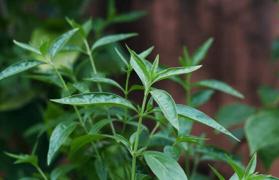 Kalmegh (Andrographis paniculata) | Green Chiretta | Kalpnath | King of Bitters | India Echinacea Plant | Ayurvedic Medicinal Plant with Pot