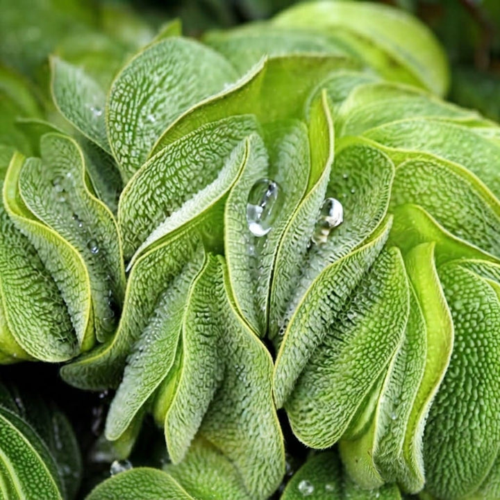 Watermoss (Salvinia natans) (Set of 2) Live Aquatic Plants Rare Plant - Water moss Live Plant for Pond / Aquarium- Healthy Live Plant | Floating Watermoss