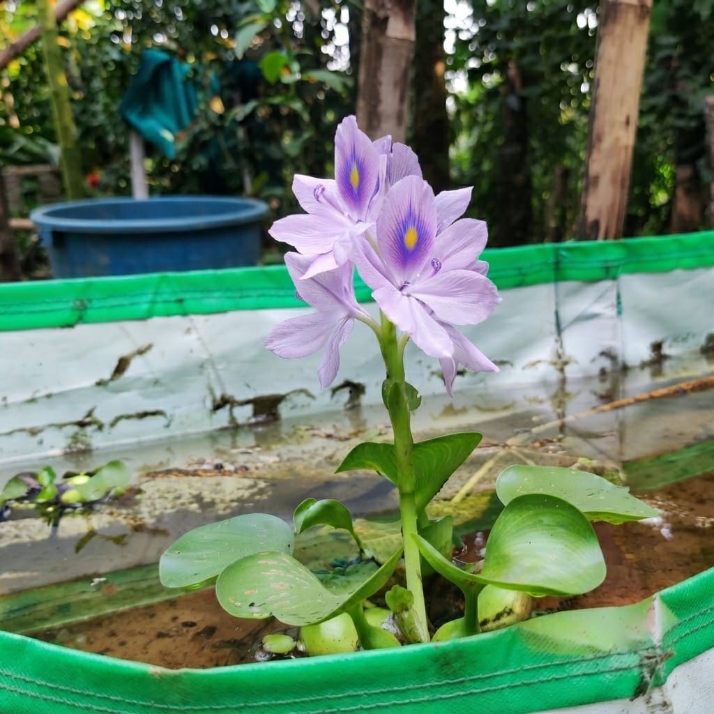 Water Hyacinth (Eichhornia crassipes) | Floating Pond Plant | Pond Flower | Koi Pond Plants | Water Plants Live (Pack of 2/3/4/6/8/12)