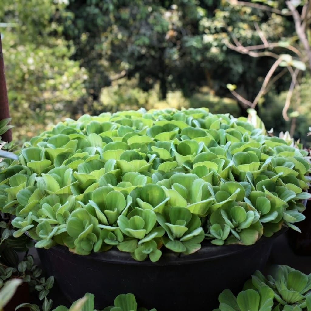 Water Lettuce Live Plant | Water Cabbage Plant for Pond , Aquarium | Aquatic Pistia | Floating Live Pond Plant - (Pack of 5/10/20/25/35)