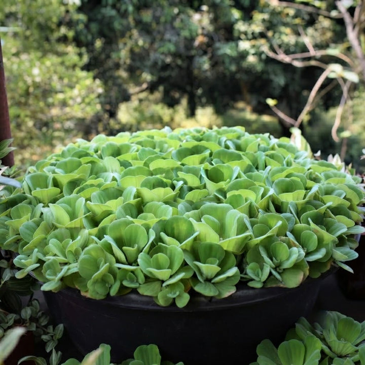 Water Lettuce Live Plant | Water Cabbage Plant for Pond , Aquarium | Aquatic Pistia | Floating Live Pond Plant - (Pack of 5/10/20/25/35)