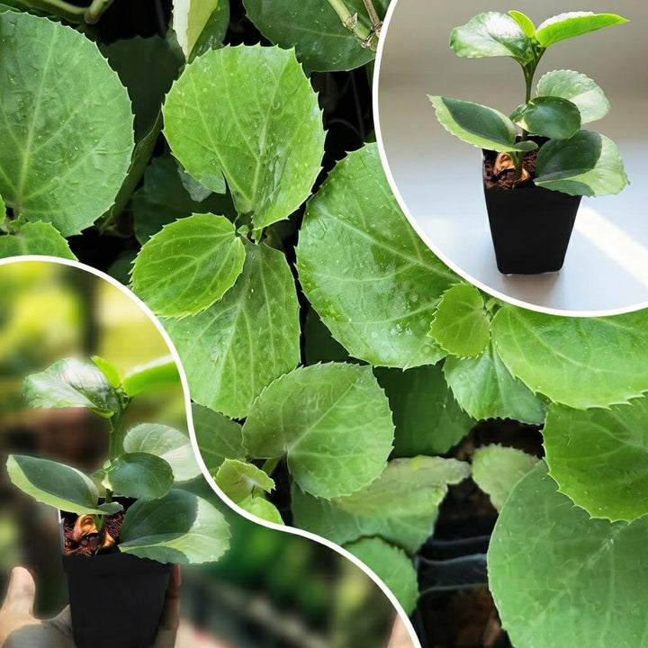 Arabian Wax Leaf | Decorative Succulent Vine Hanging Plant | Plant with Pot